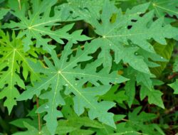 Apakah Daun Pepaya Baik bagi Ibu Hamil? Ini Penjelasannya